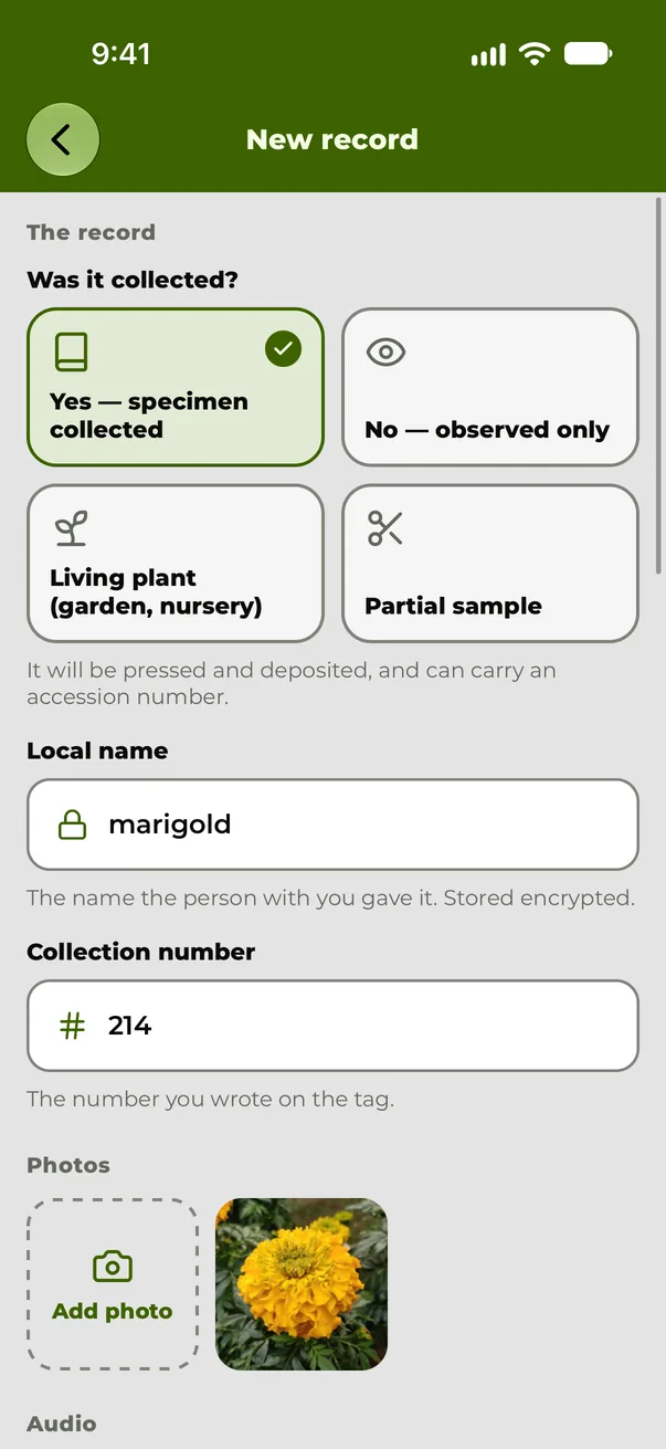 A field record in the app: a collected marigold specimen, with its collection number and its photograph.