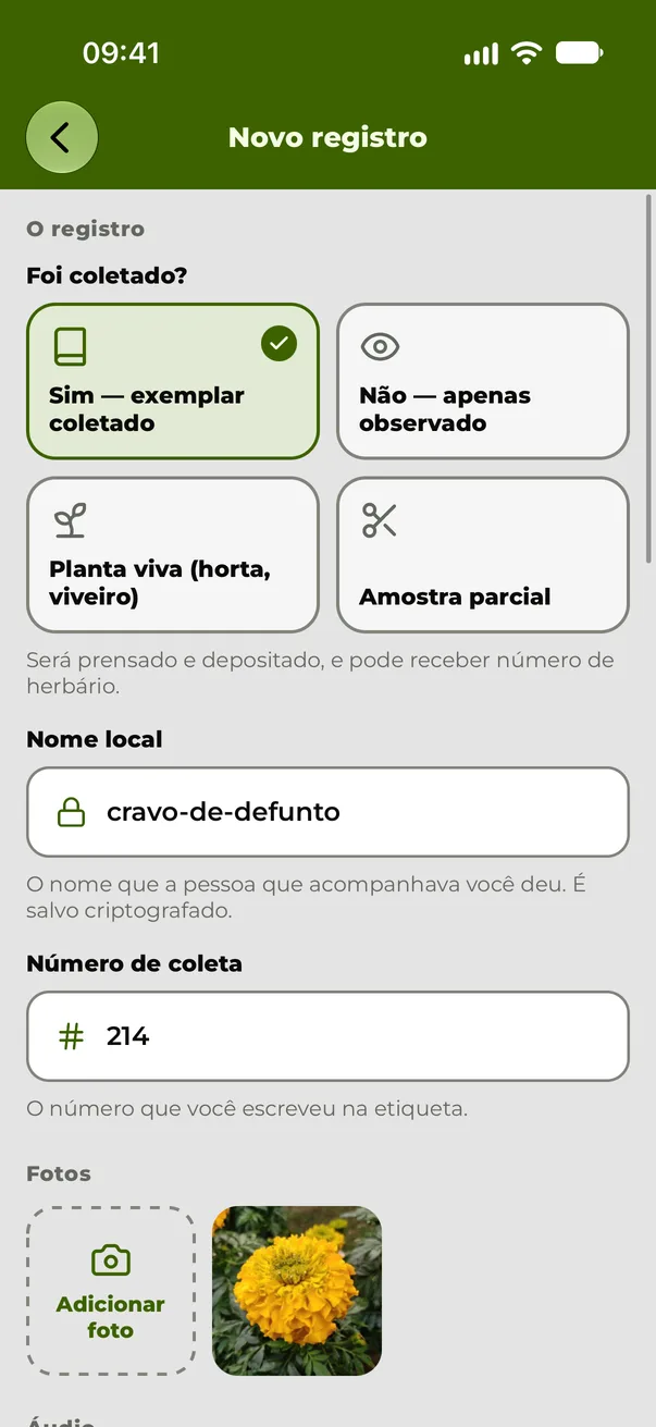 Um registro de campo no aplicativo: um exemplar coletado de cravo-de-defunto, com seu número de coleta e sua fotografia.
